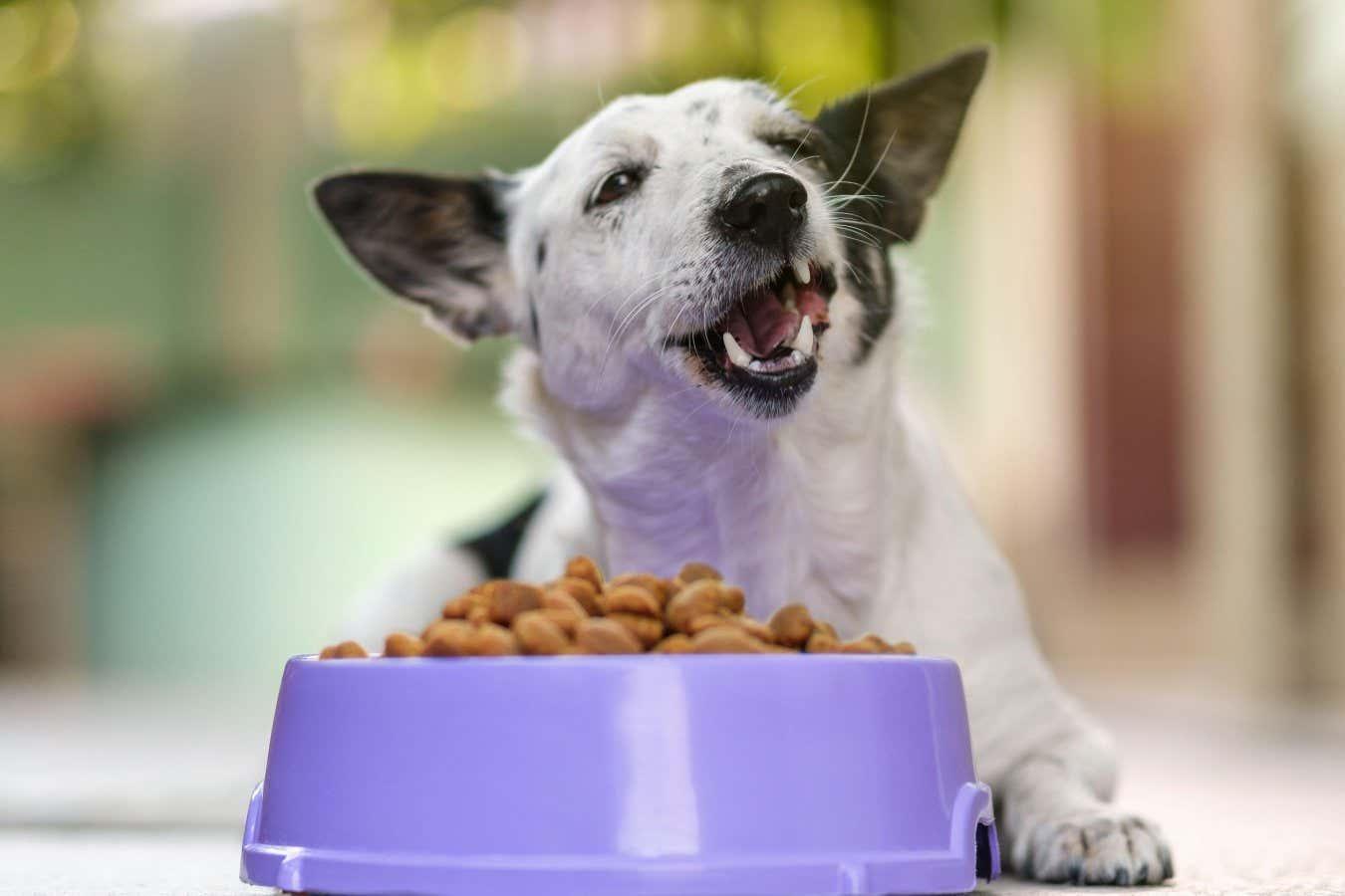 Dog foods based on plants provide almost all nourishing pets |New World