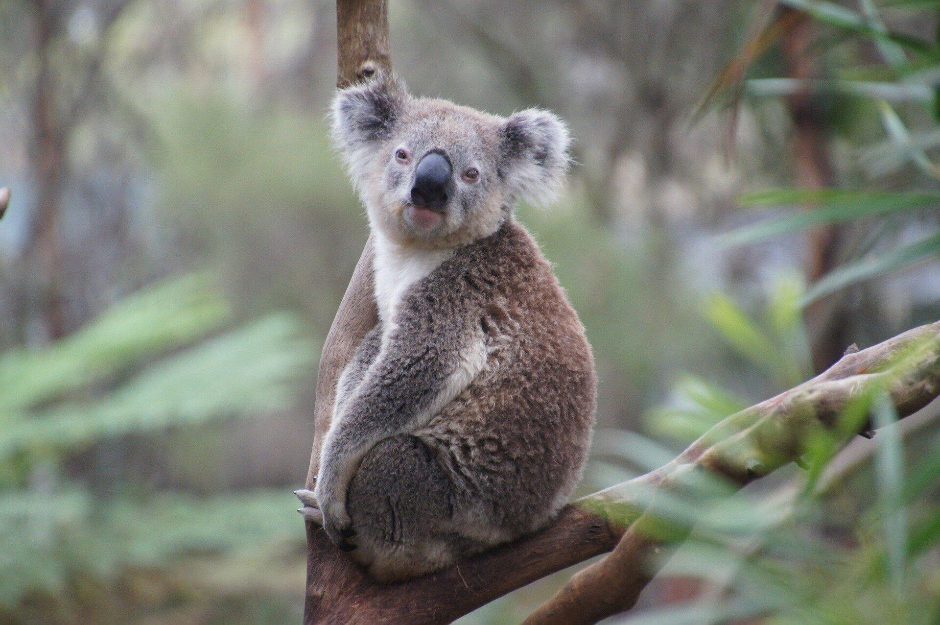 The vaccination of the world-first koala chamydia has approved