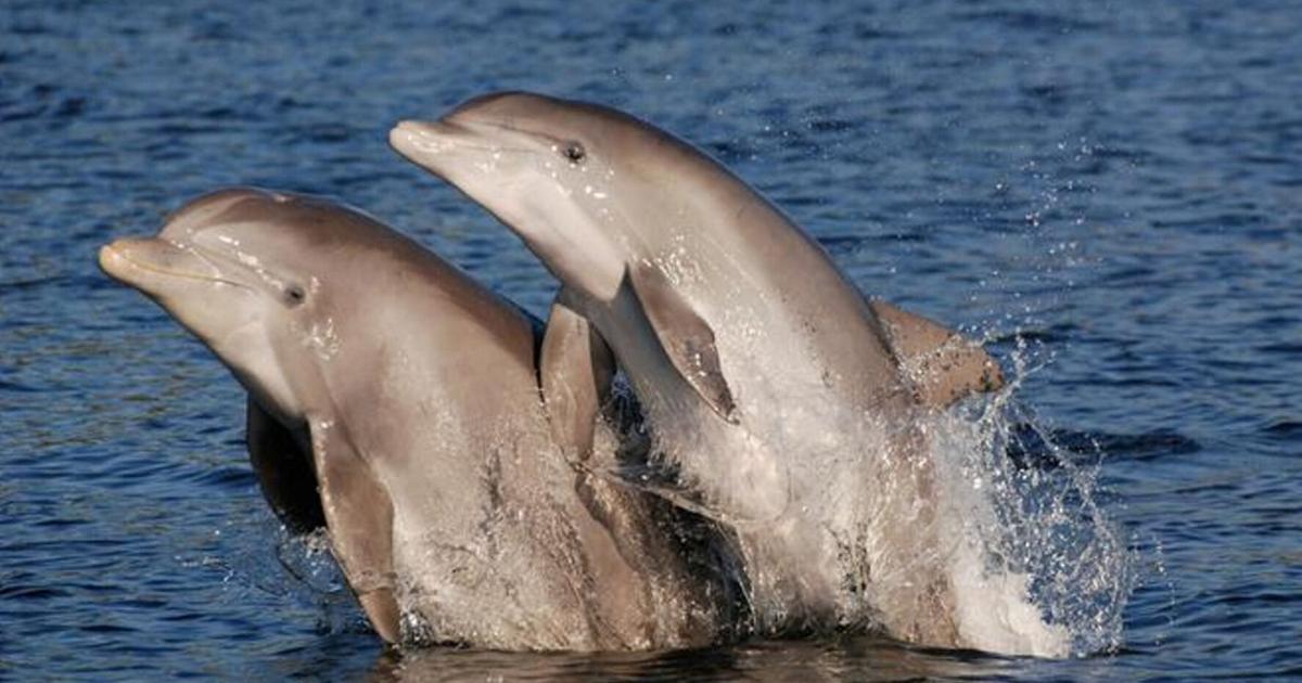 A new study suggests that stranded dolphins may develop dementia