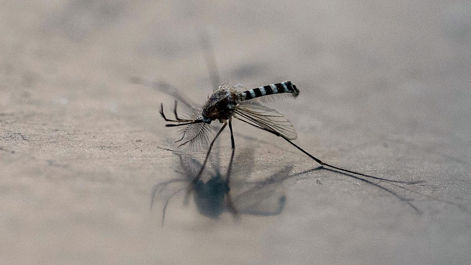 An invasive species of disease-carrying mosquito continues to spread in Northern California - ABC Ne...