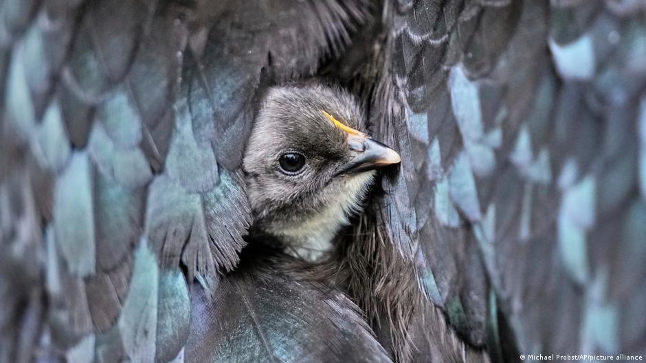 The virus has killed nearly 9 million birds - and the number is still growing - - 12/01/2025